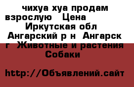 чихуа-хуа продам взрослую › Цена ­ 12 000 - Иркутская обл., Ангарский р-н, Ангарск г. Животные и растения » Собаки   